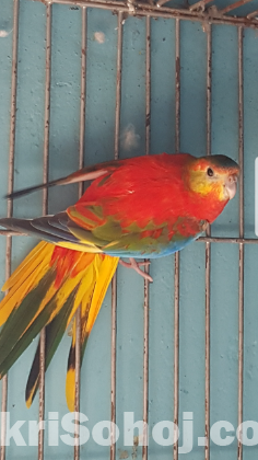 টারকুইজিন পাখি